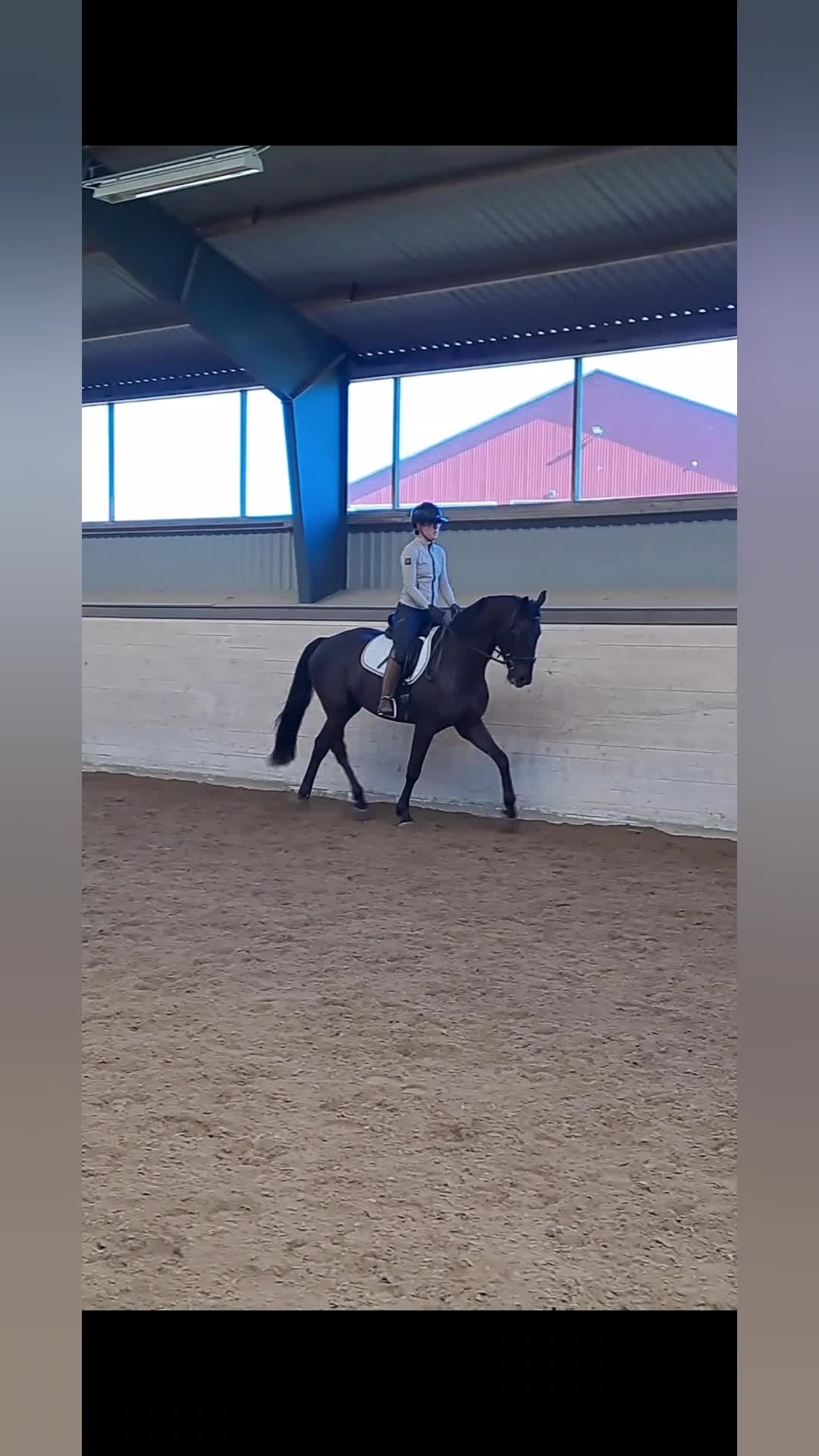 Dressyr hästar till salu: Dressyrtalang 5 årig valack e Americano GJ  - Video 1