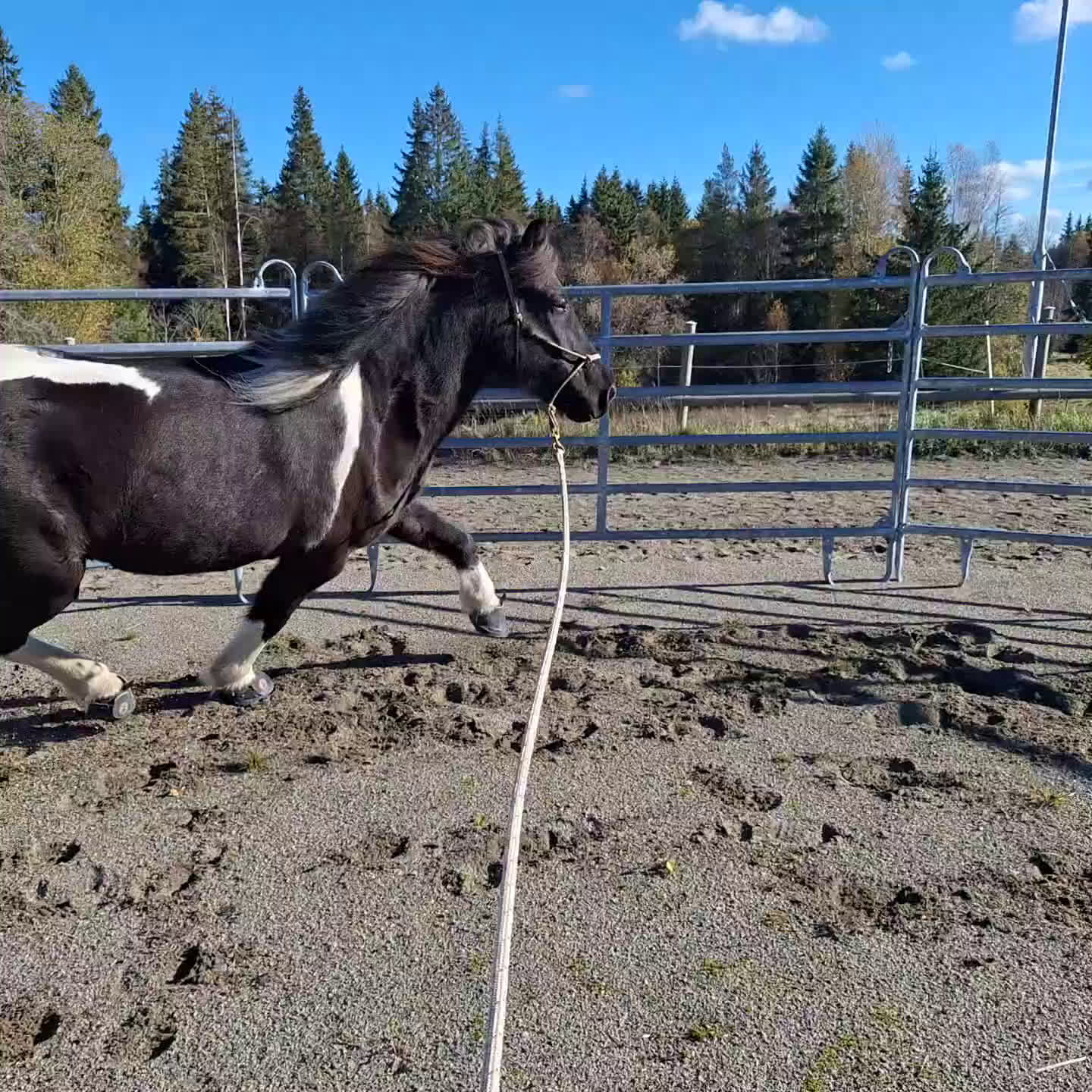 Island hästar till salu: En utmaning med stor potential!  i Tolg - Video 1