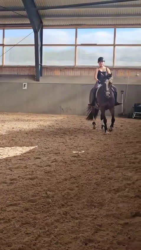 Allround hästar till salu: Avelsto/hobby ponny - Video 4