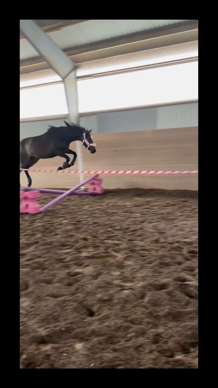 Fälttävlan hästar till salu: Lyxig D-ponny för hoppning  i Skivarp - Video 1