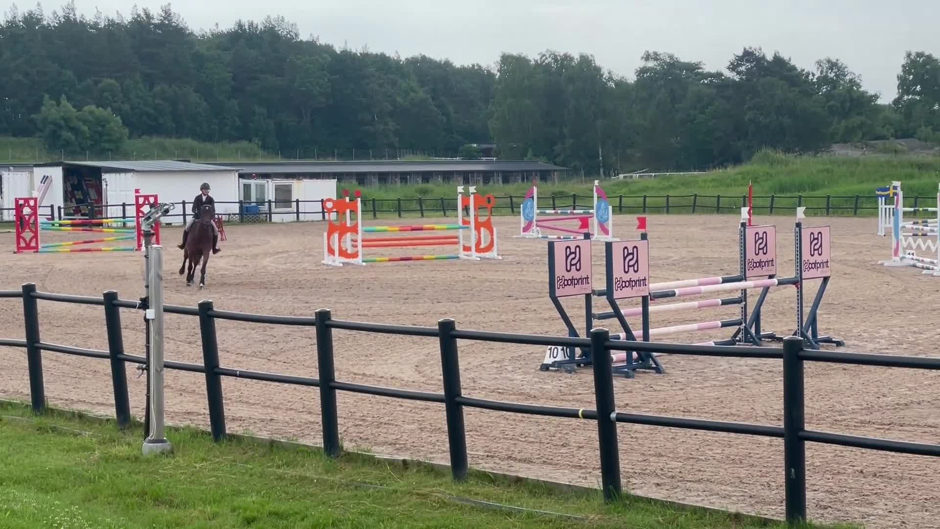 Hoppning hästar till salu: Tävlingshäst och Selektionssto - Video 4