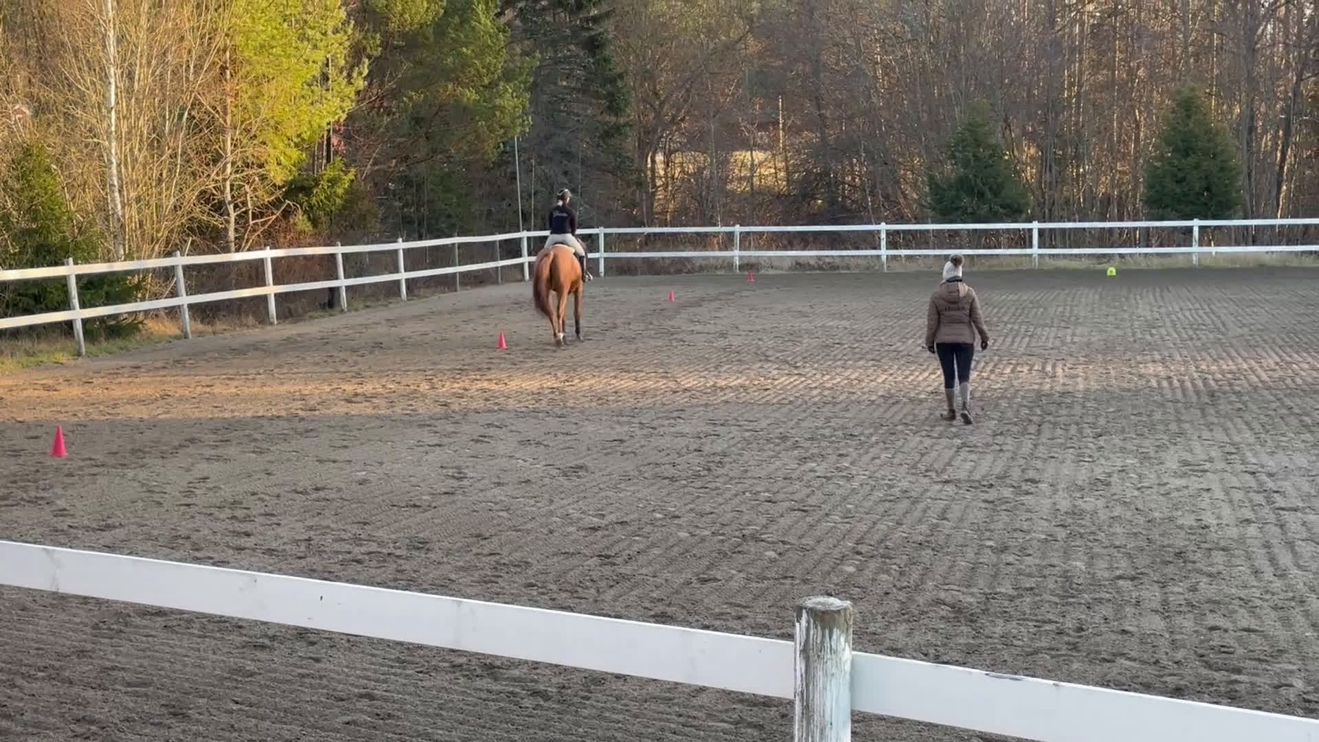 Hoppning hästar till salu: Sto med utstrålning  - Video 2