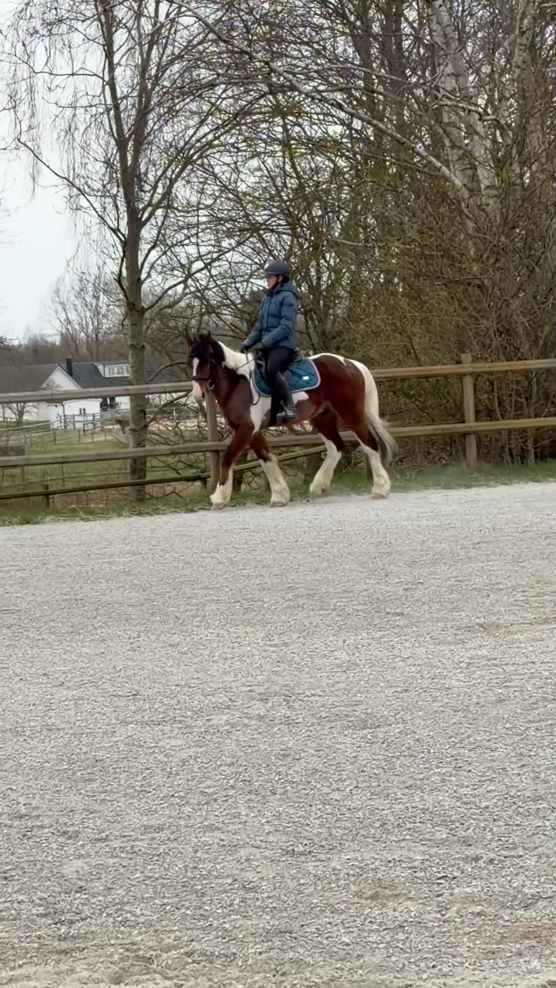 Allround hästar till salu: Rolig bästa vän söker nytt hem - Video 2