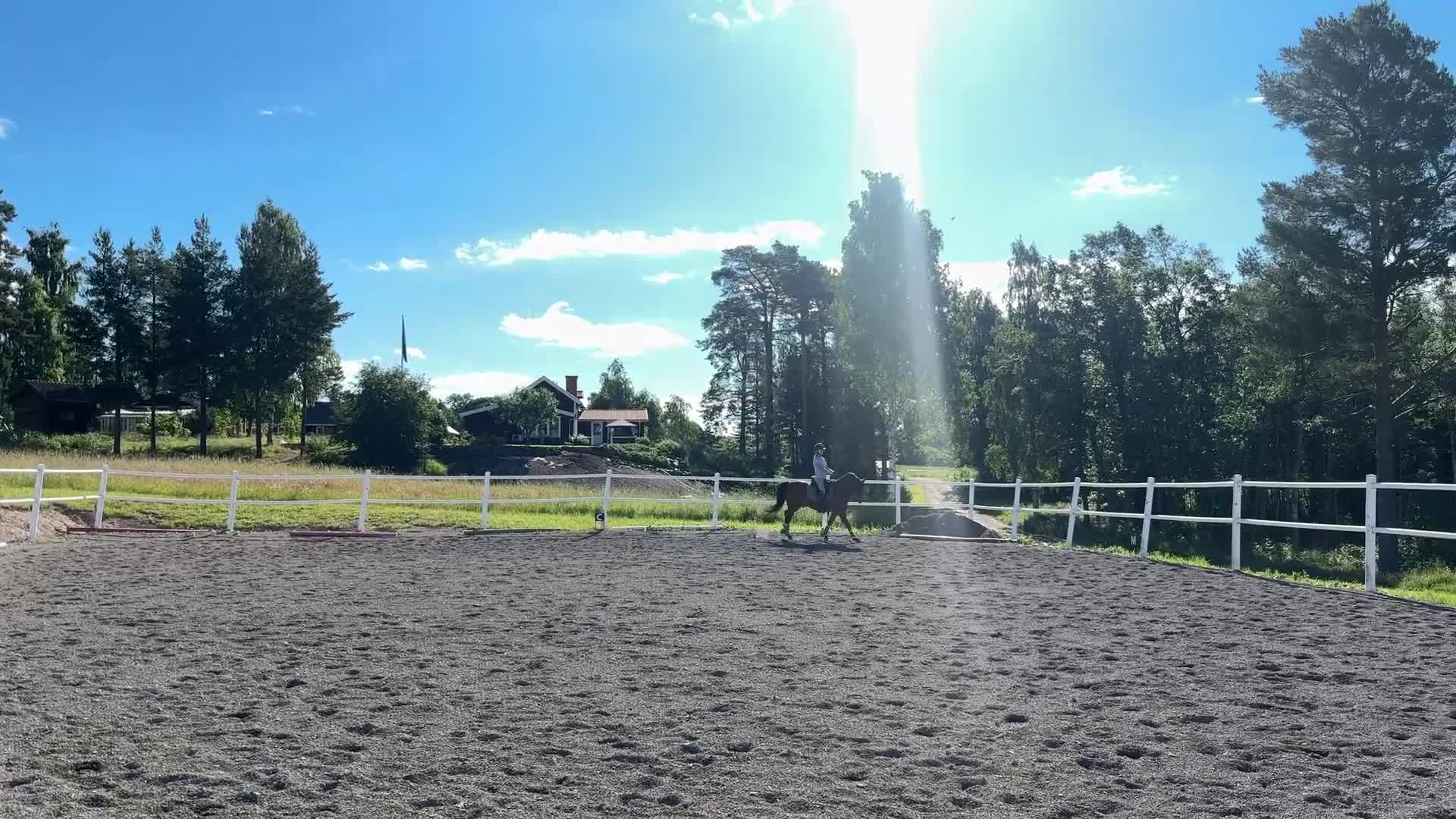 Dressyr hästar till salu: Dressyrponny med utstrålning  - Video 1
