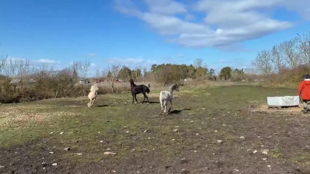 Allround hästar till salu: Vacker Welsh - Video 1