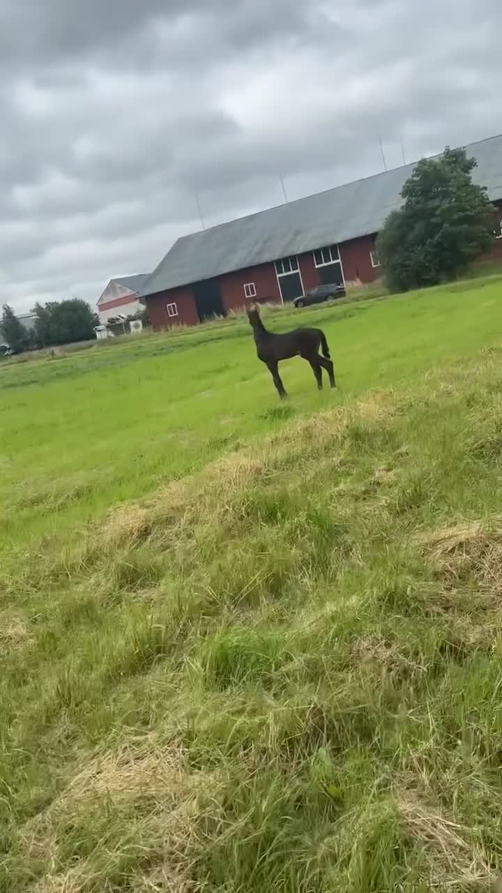 Dressyr hästar till salu: 🌟Armani🌟  - Video 2