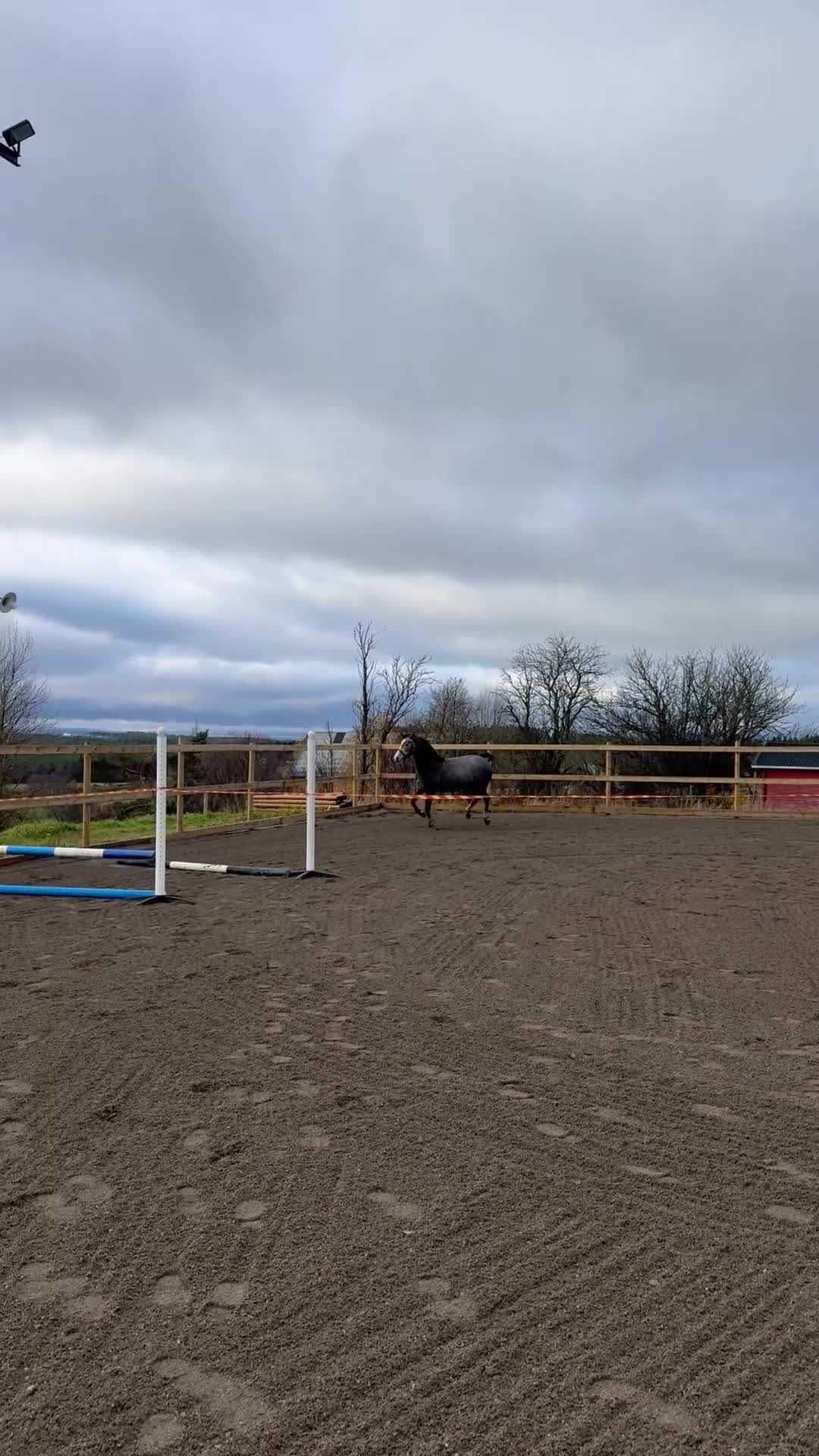 Hoppning hästar till salu: Lovande unghäst e. Chacoon Blue - Video 2