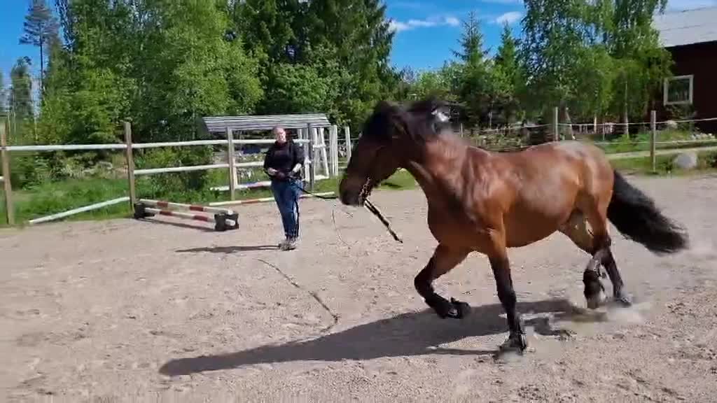 Allround hästar till salu: Lovande allround häst - Video 3
