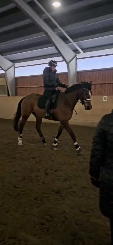 Dressyr hästar till salu: Sto med fin dressyr stam  i Forshaga - Video 2