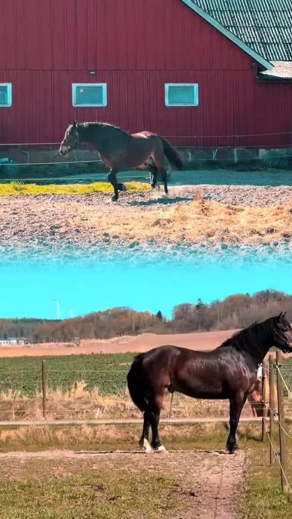Allround hästar till salu: Världens snällaste dunderklump - Video 1