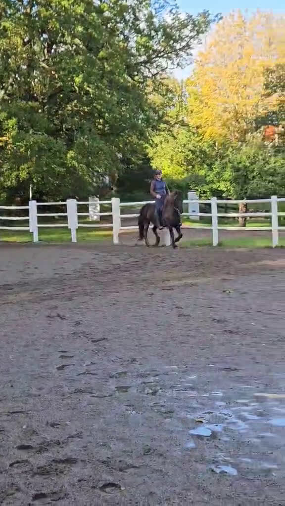 Island hästar till salu: Välutbildat och piggt roligt sto - Video 2