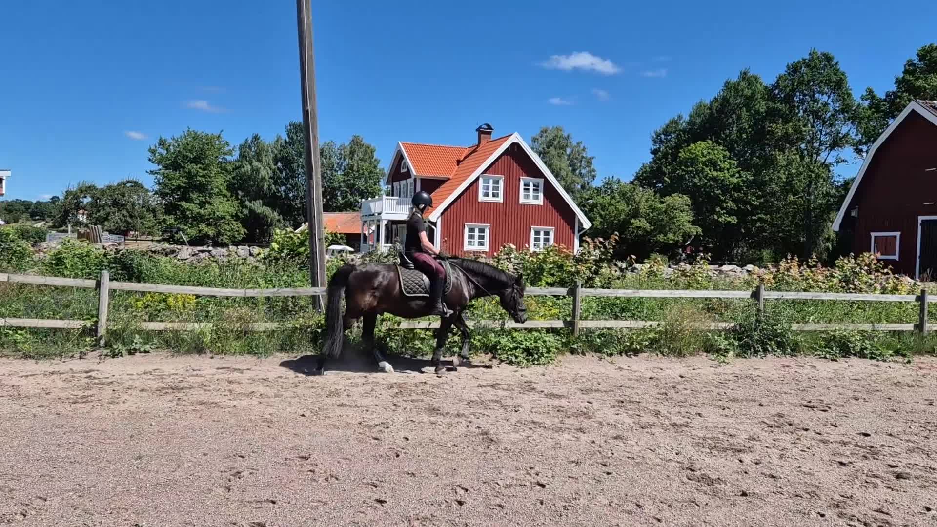 Dressyr hästar till salu: Fin dressyrponny - Video 3