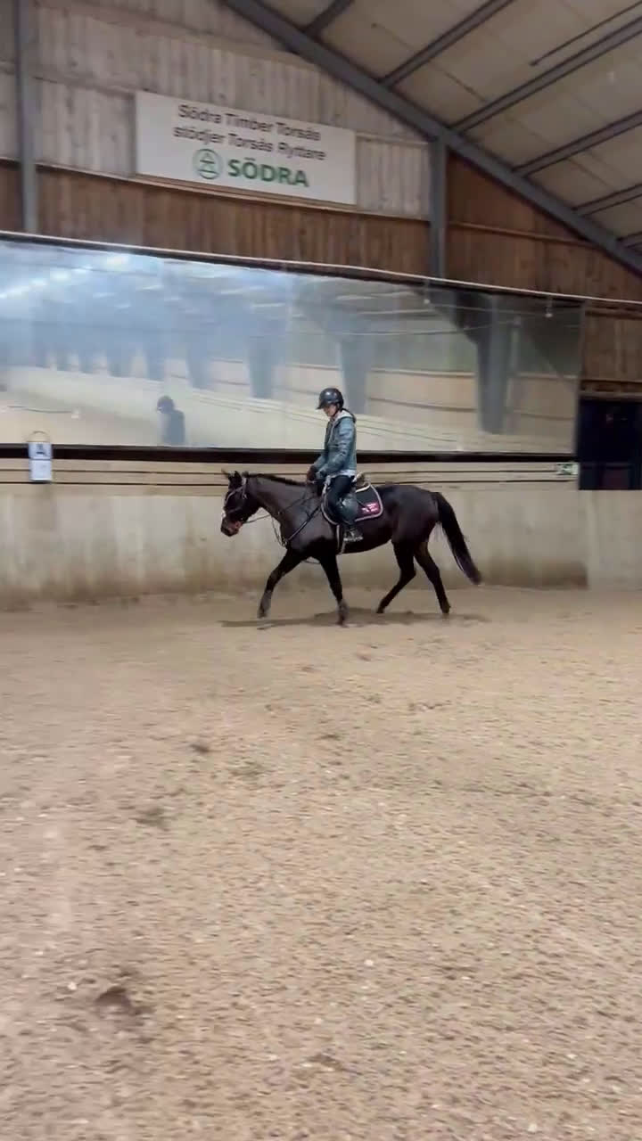 Allround hästar till salu: Bästa vän! - Video 3