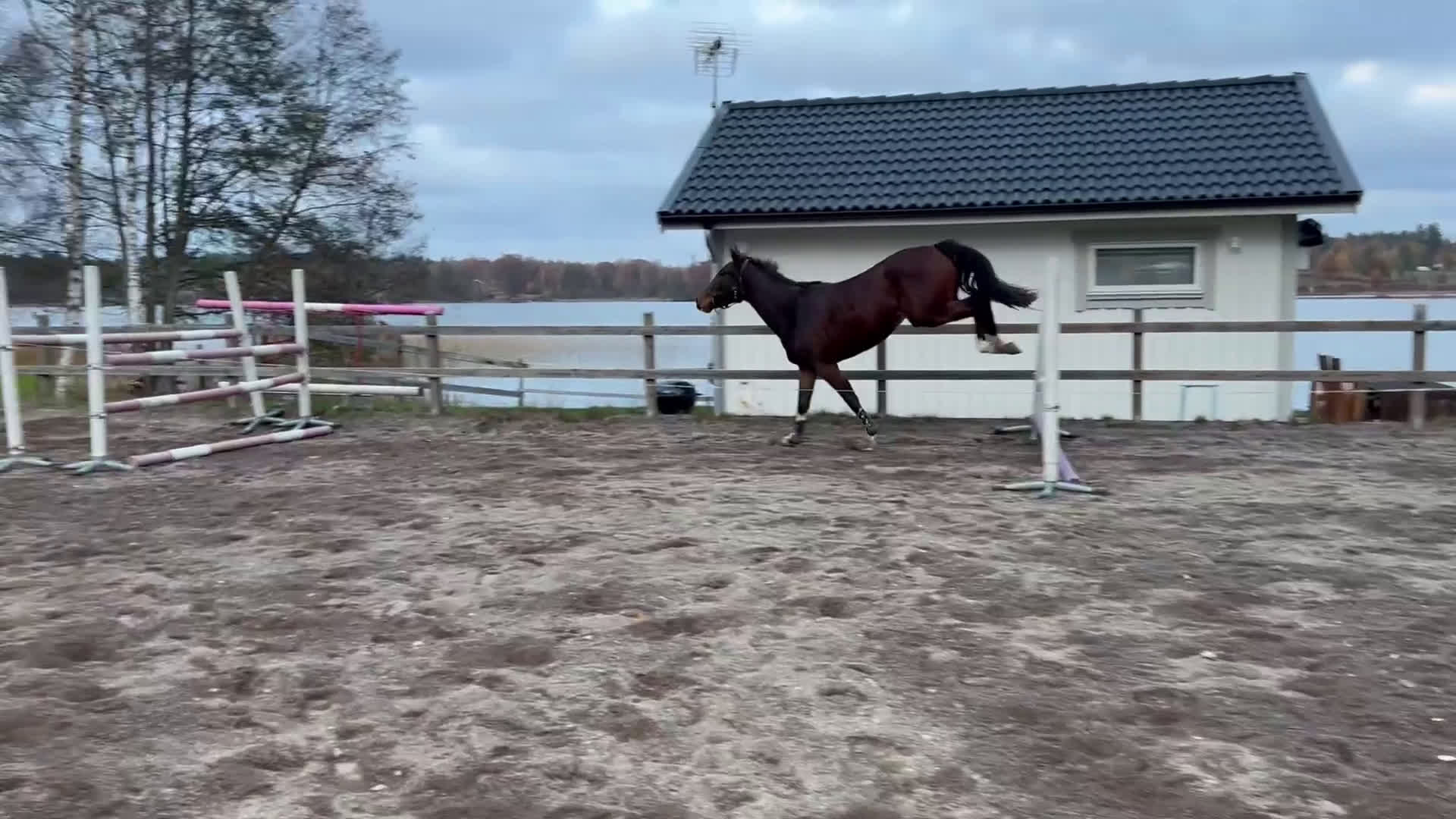 Hoppning hästar till salu: Hedvig ett framtidslöfte inom hoppsporten i Berga - Video 1