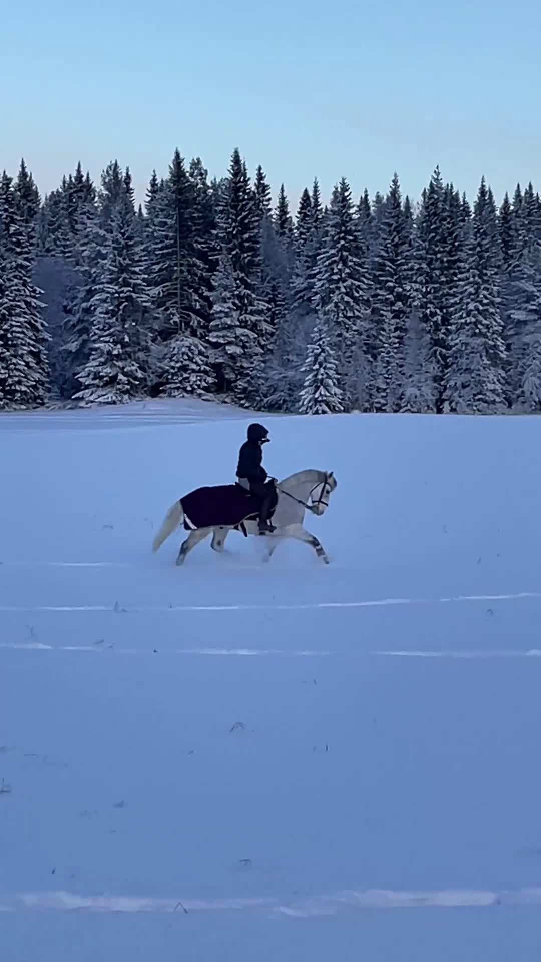 Allround hästar till salu: Charmig valack - en framtida 🌟 - Video 2