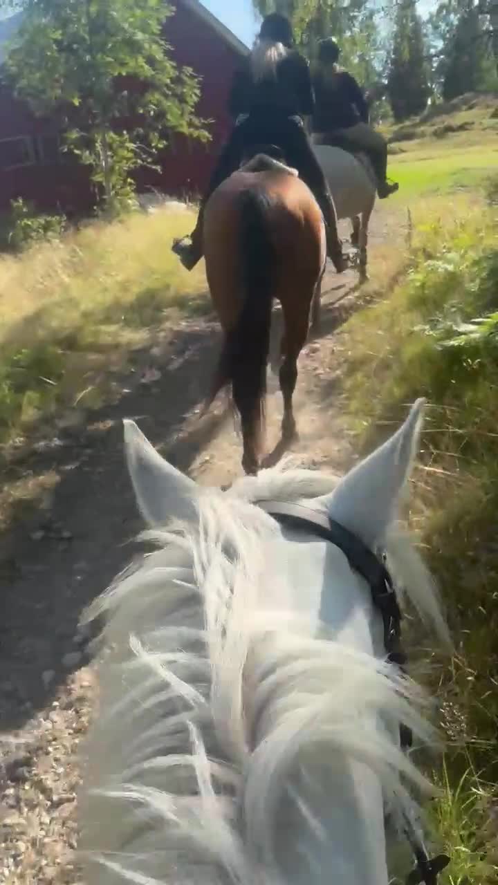 Allround hästar till salu: Lyxig allround/hobbyhäst i Korsberga - Video 2