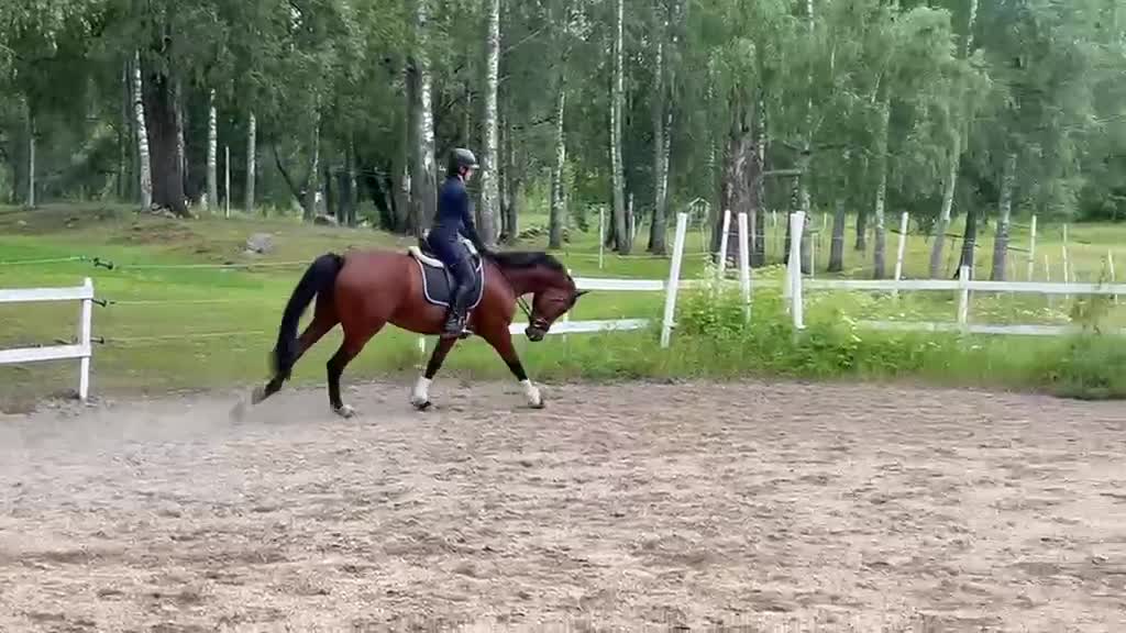 Dressyr hästar till salu: Snygg dressyrhäst - Video 5