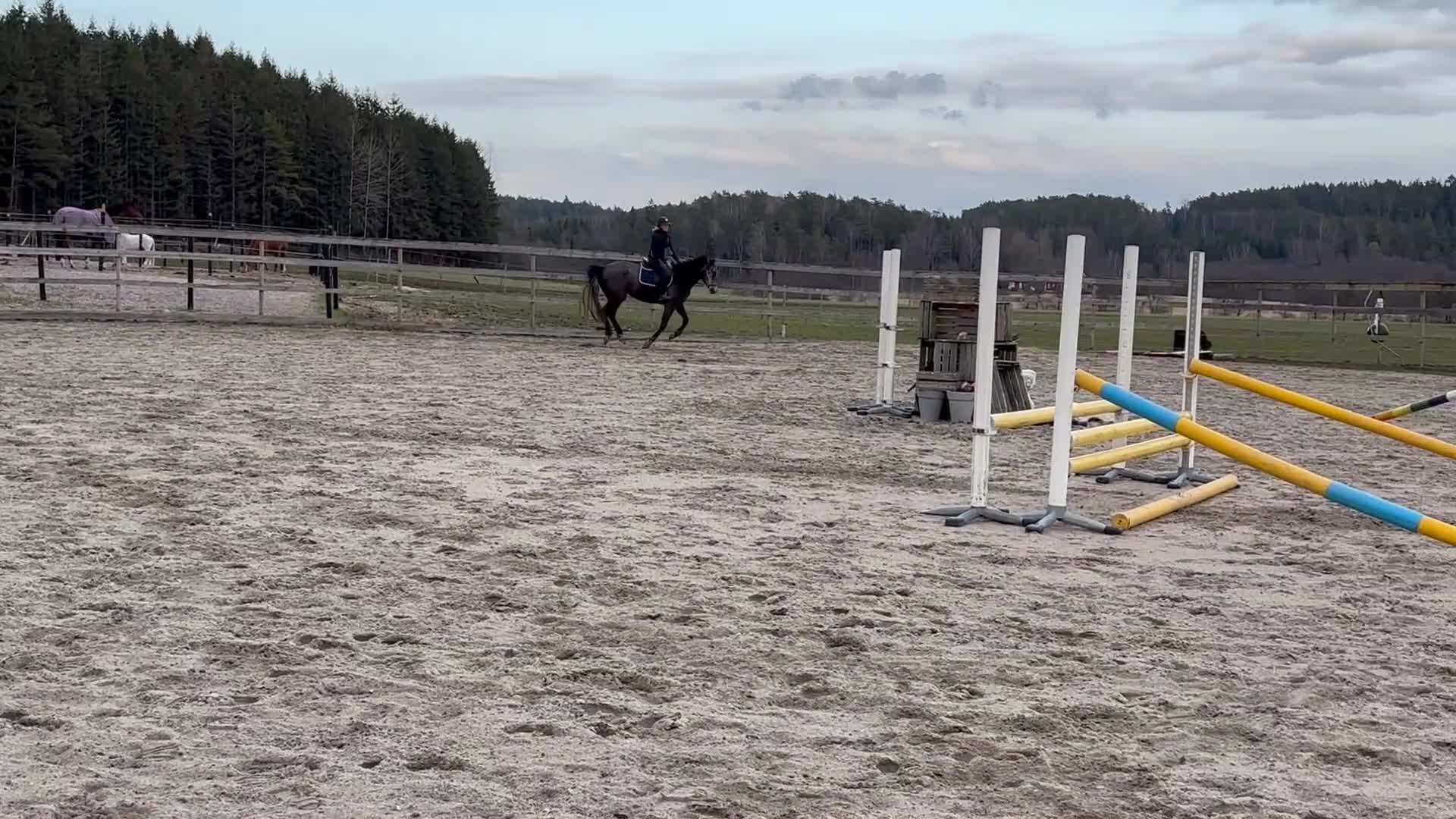Hoppning hästar till salu: Lovande unghäst med fin inställning - Video 1