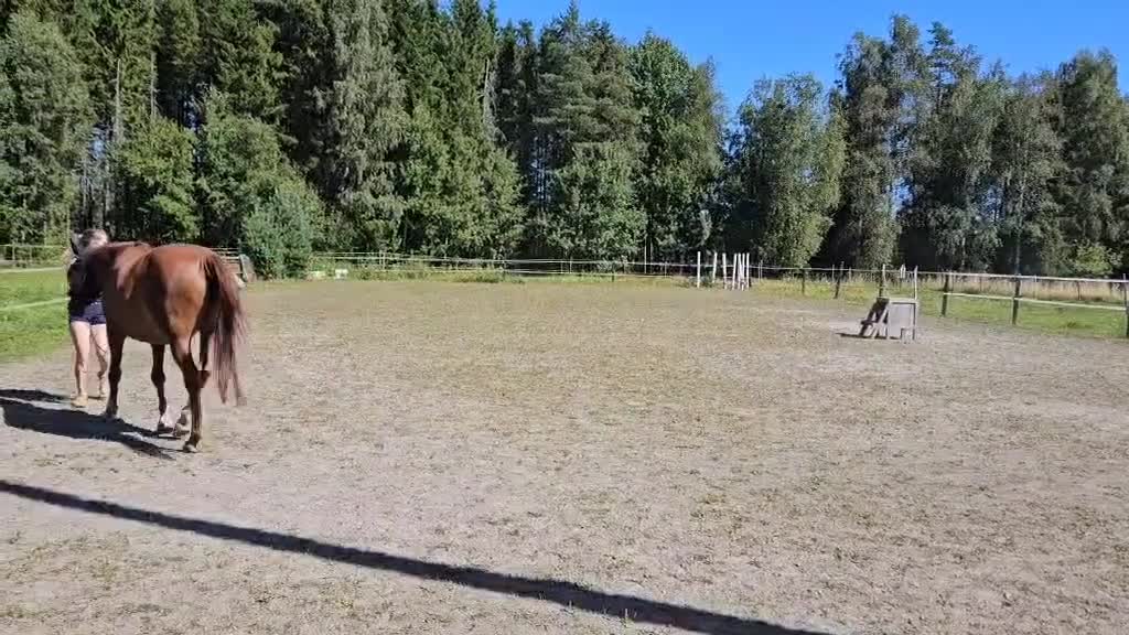 Sällskap hästar till salu: INTRESSEKOLL- världens snällaste valack - Video 3