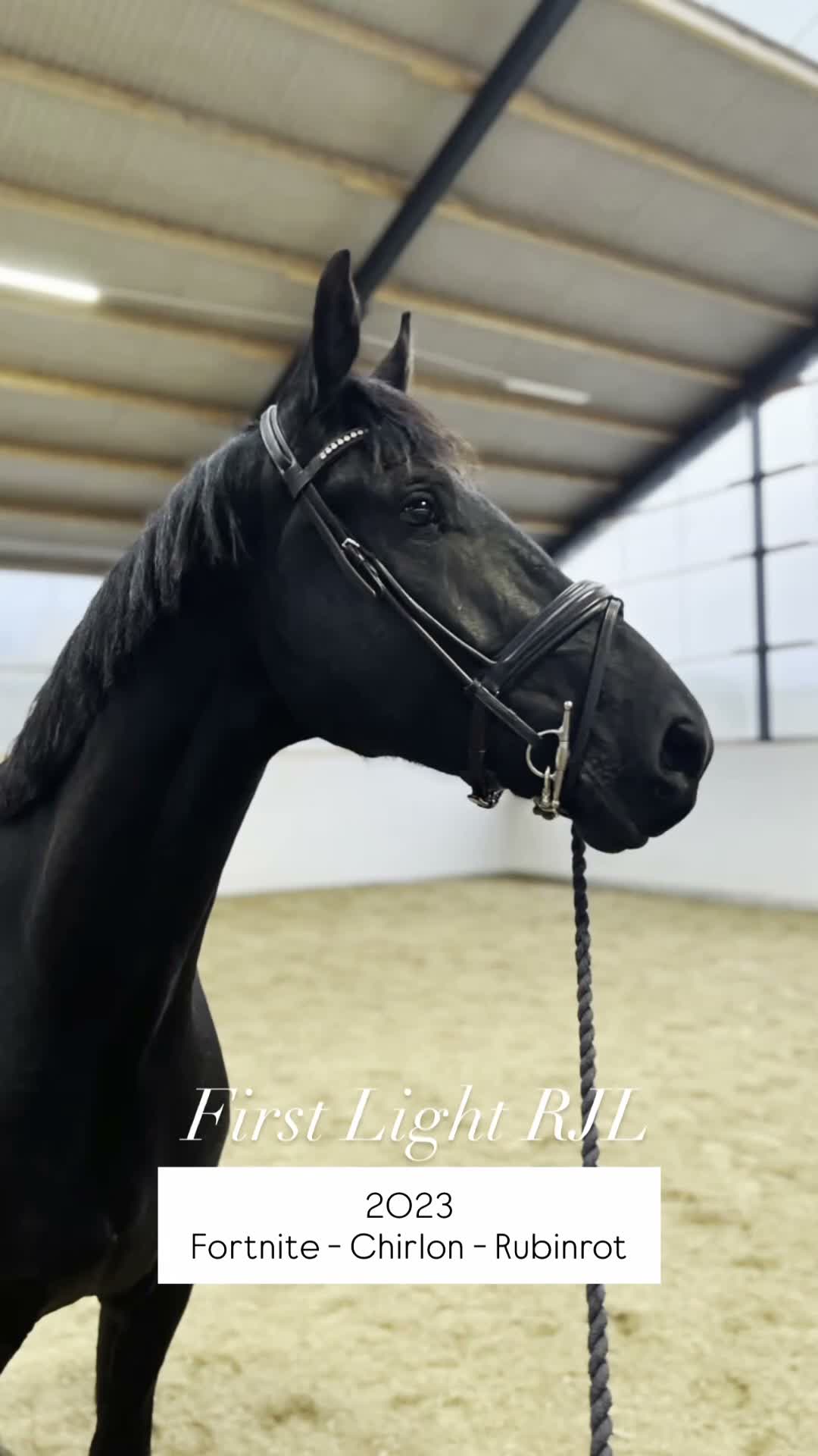 Dressyr hästar till salu: Blivande stjärna med framtiden för sig! 🖤 - Video 1