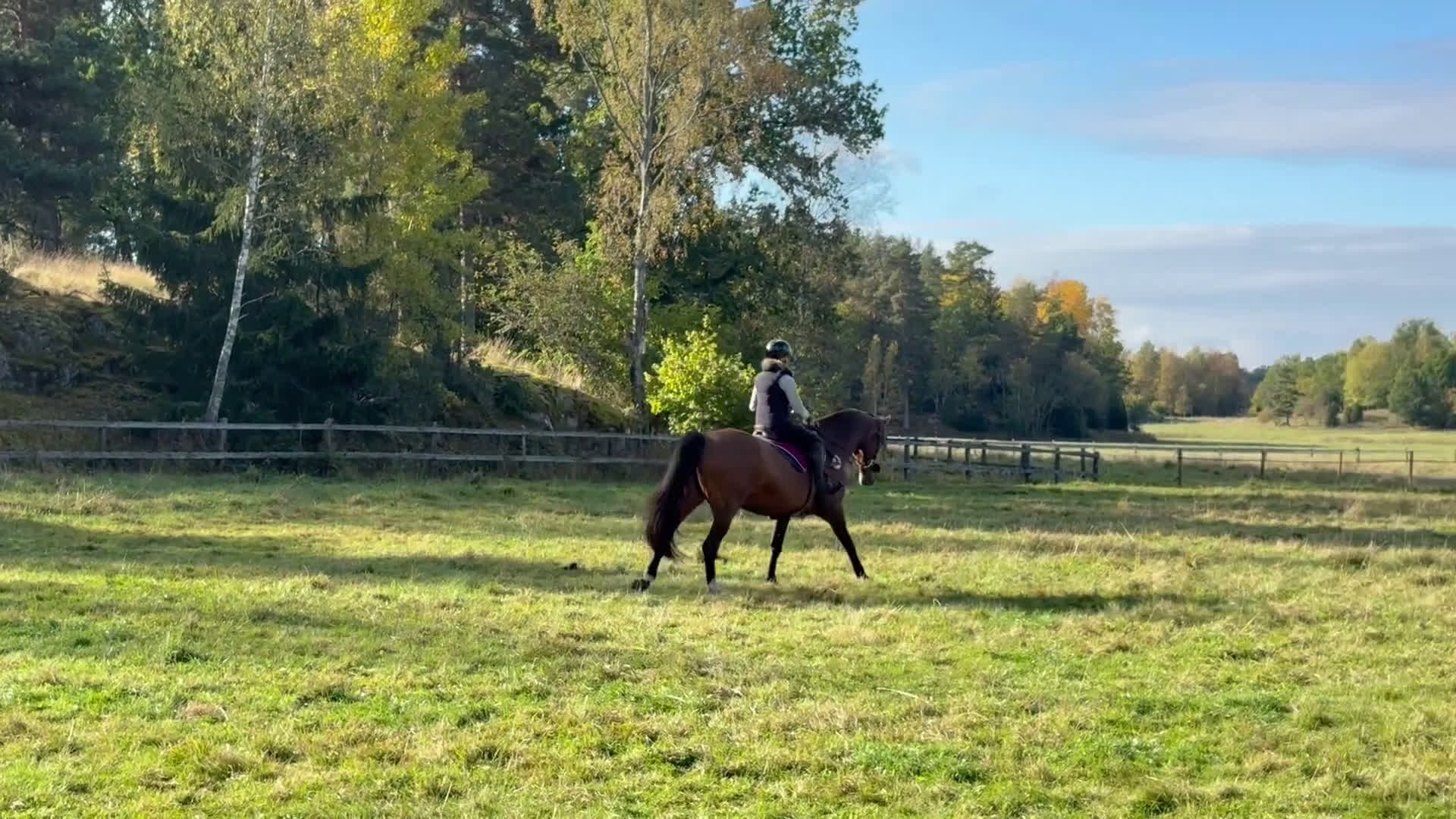  medryttarhäst finnes: Halvfodervärd häst, Almunge i Almunge - Video 1