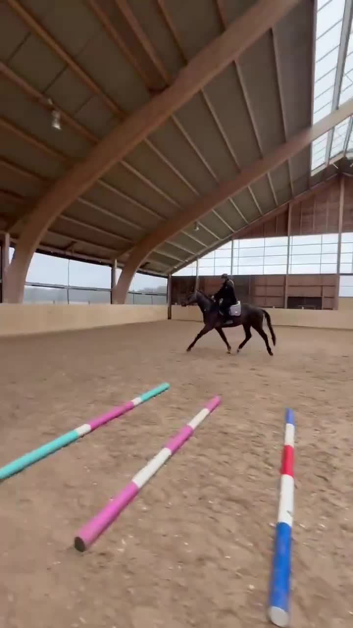 Hoppning hästar till salu: Dubbel klass 1 treårstest - Video 4