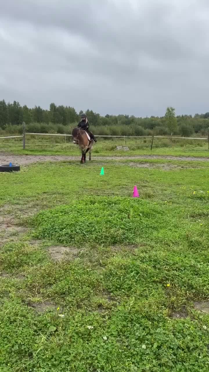 Allround hästar till salu: En bästa kompis🎀 - Video 4