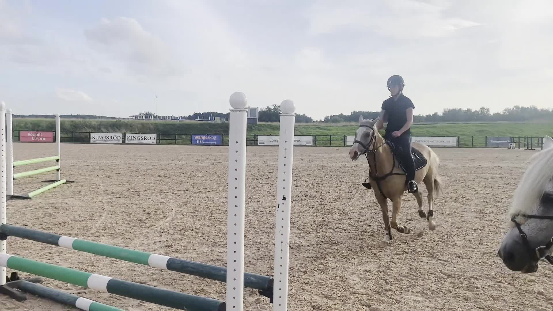 Allround hästar till salu: Underbar allroundponny - Video 4