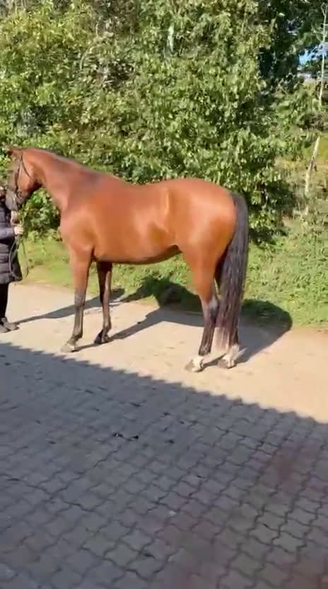 Dressyr hästar till salu: HAVE A BID…. Future star.. Good price!  i Hårlev - Video 2