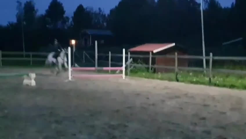 Allround hästar till salu: Unghäst som blir det du gör han till i Sundsvall - Video 3