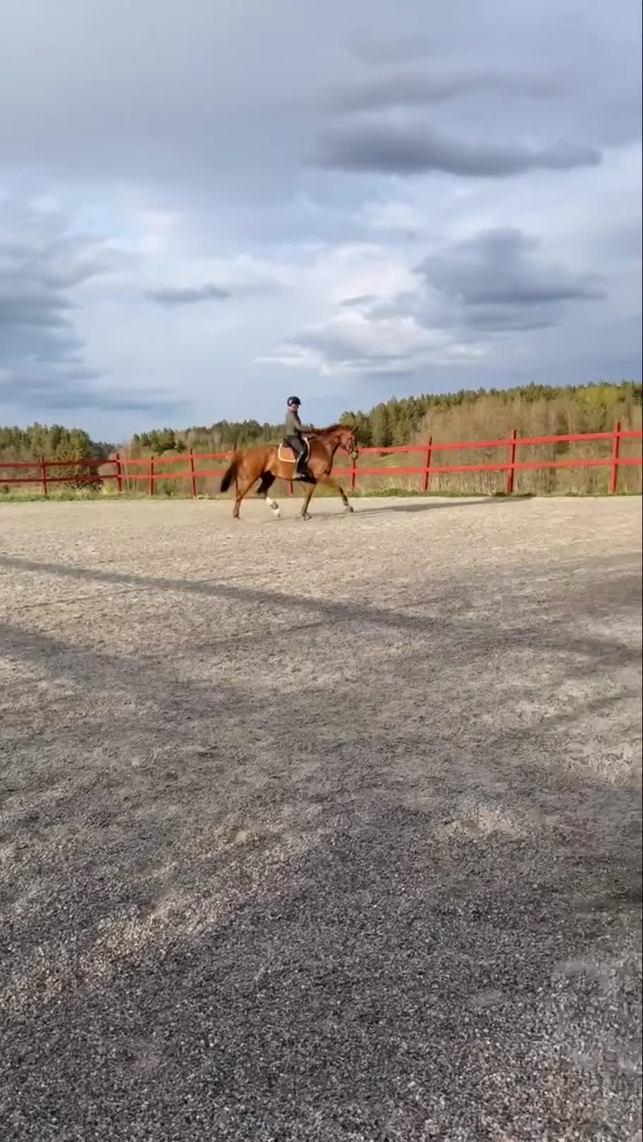 Dressyr hästar till salu: Elegant sto med tre bra gångarter i Söderköping - Video 1