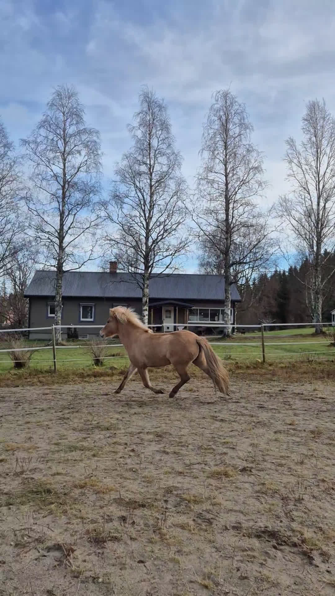 Island hästar till salu: Ester från Röja  - Video 3