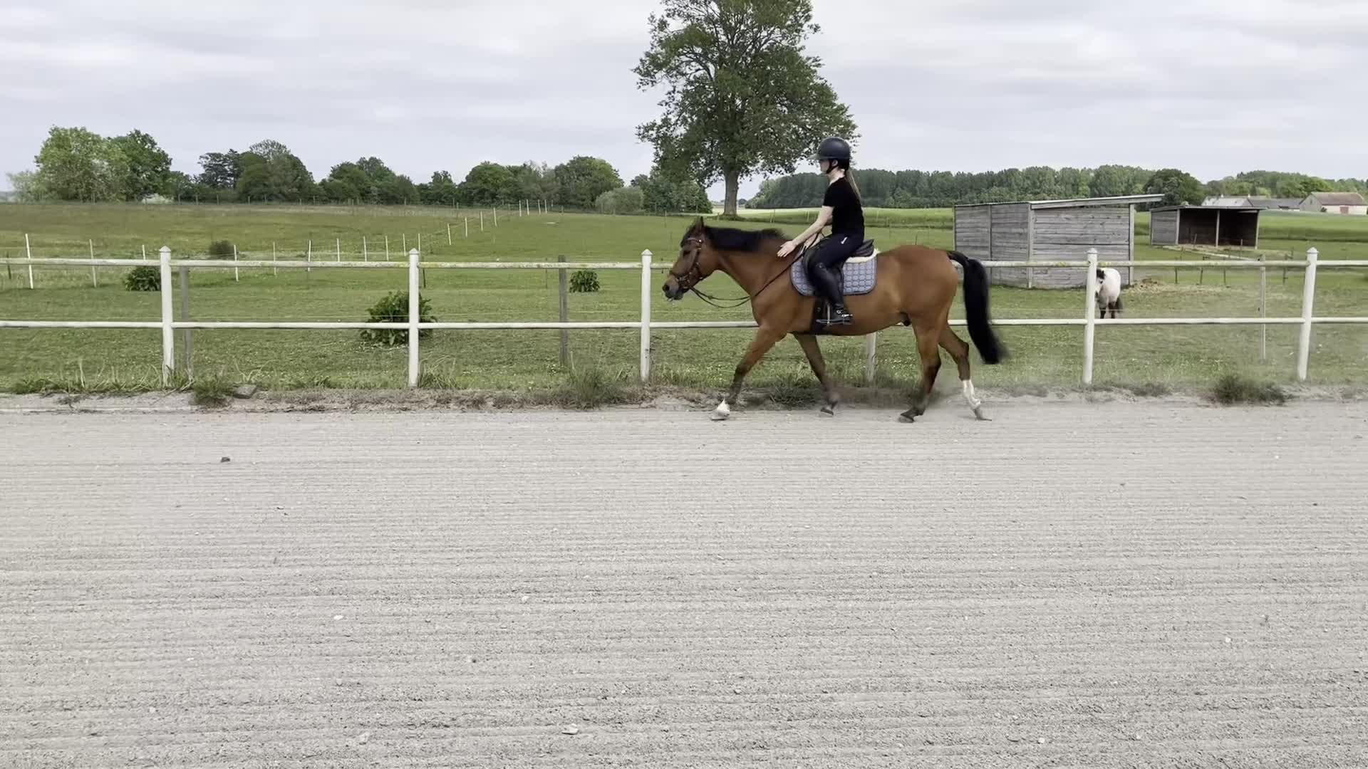 Allround hästar till salu: Rutinerad, lugn och lyxig fritidshäst - Video 2