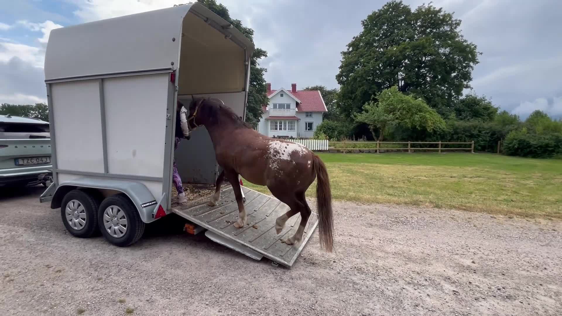 Allround hästar till salu: Söt allroundponny - Video 4