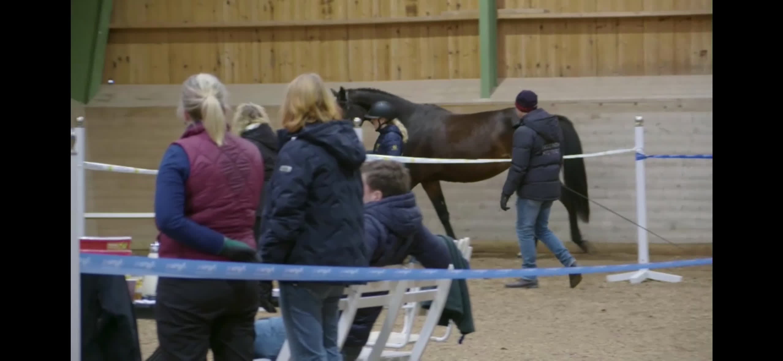 Hoppning hästar till salu: Vackert sto med lovande framtidsutsikter! - Video 5