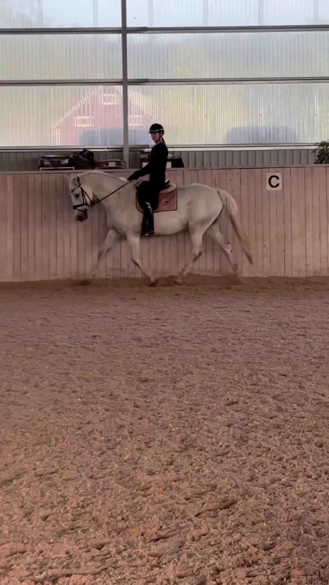 Dressyr hästar till salu: Läromästare och tävlingskompis 💕 - Video 1