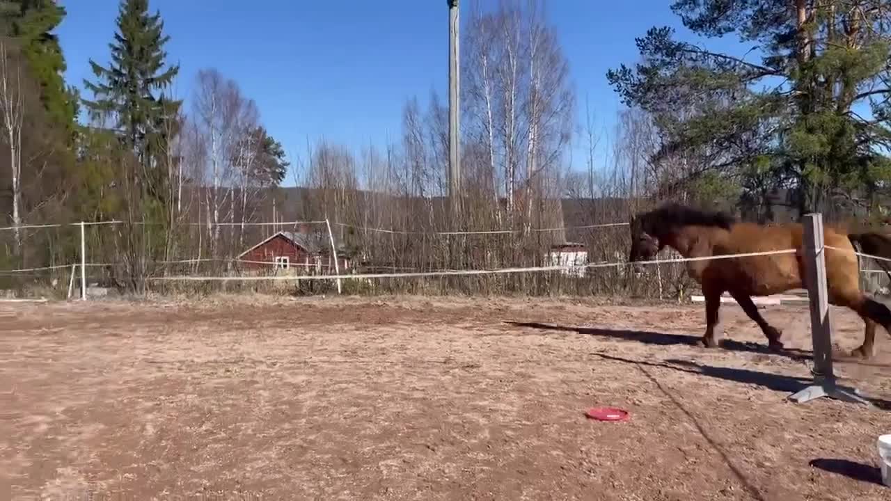 Allround hästar till salu: Femårig D-ponny i Bispgården - Video 1