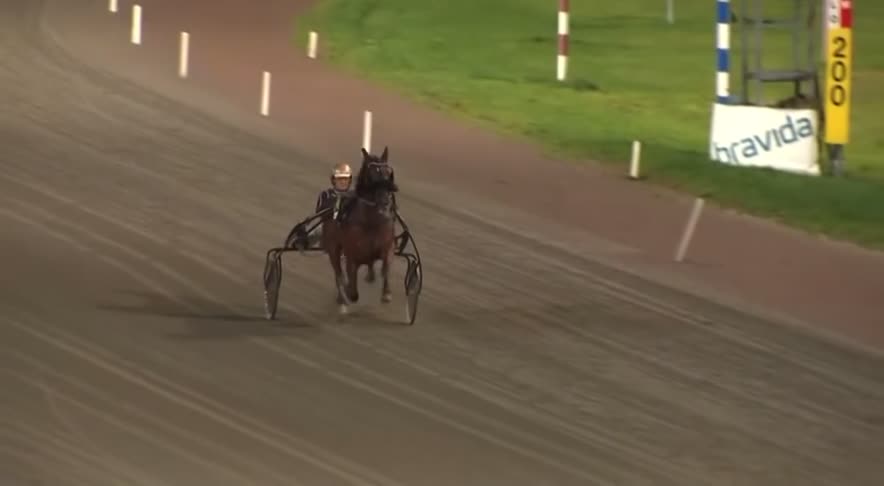 Trav hästar till salu: Talangfull valack men svår - Video 1