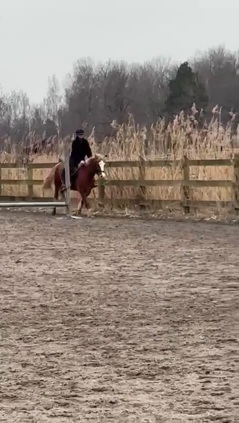 Allround hästar till salu: Lovande d-ponny - Video 1