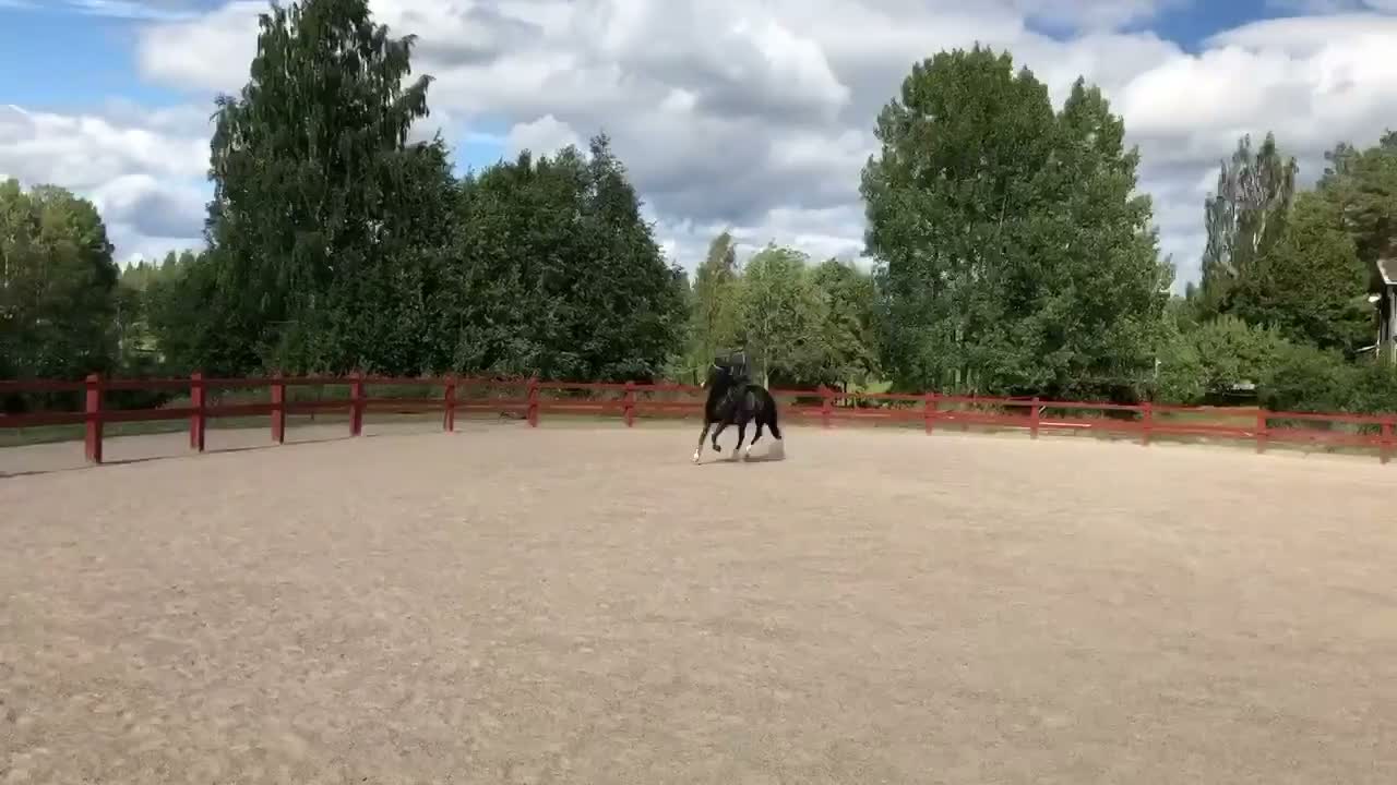 Allround hästar till salu: En dröm i svart kostym 🖤 - Video 5