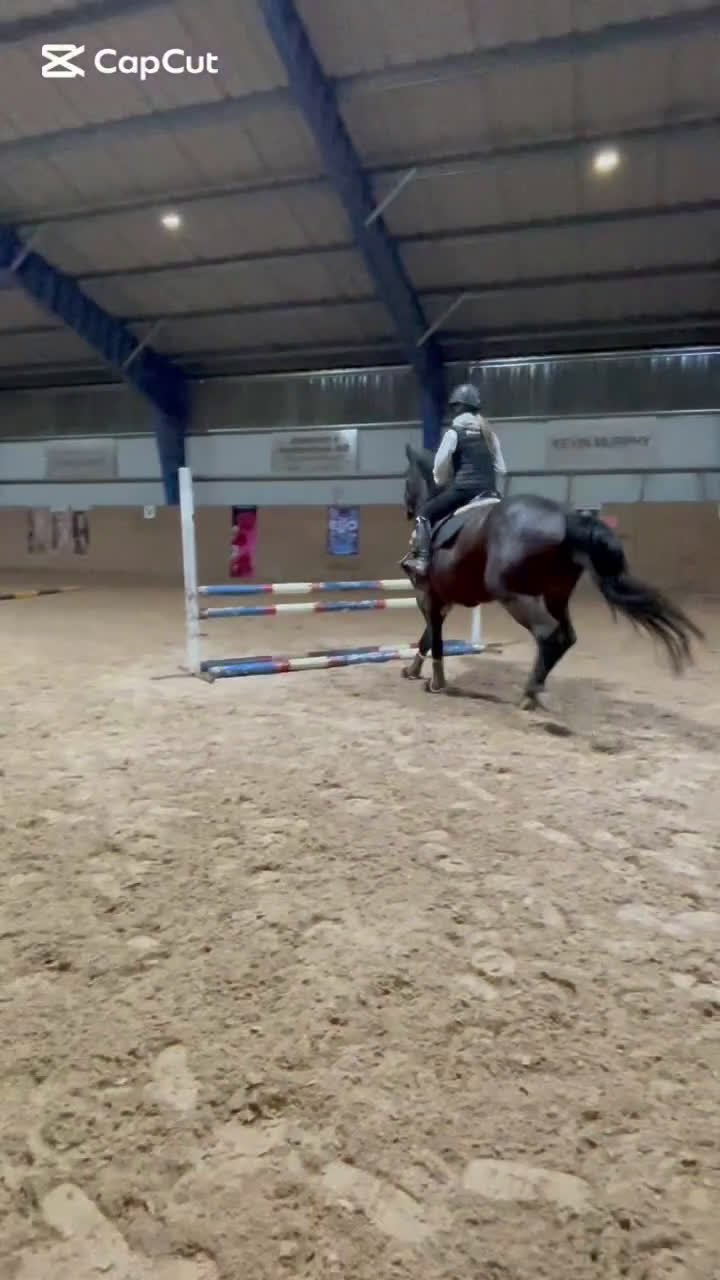 Allround hästar till salu: Utvecklingsbart snällt sto i Vänersborg - Video 2