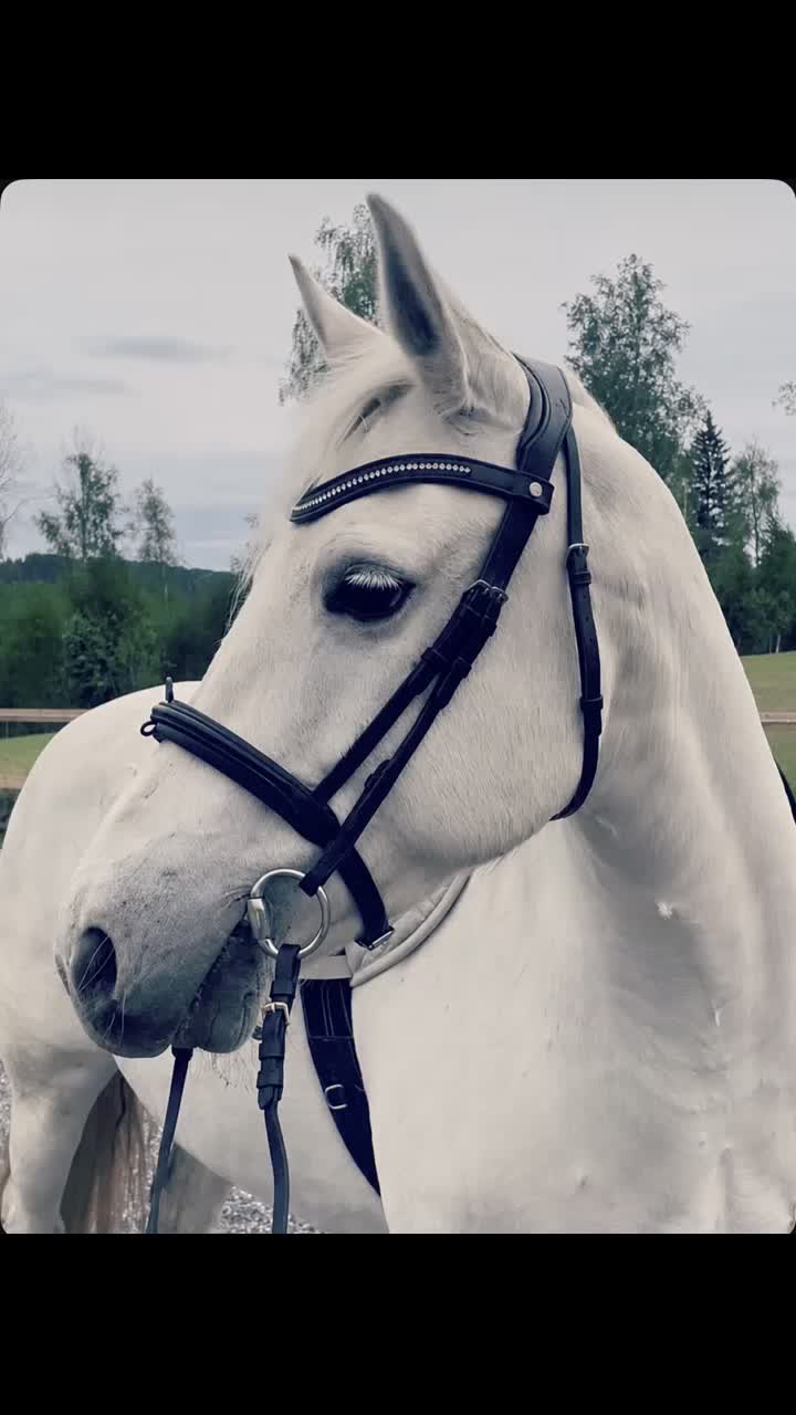  foderhäst finnes: Världens bästa Lilly söker fodervärd i Gävle - Video 1