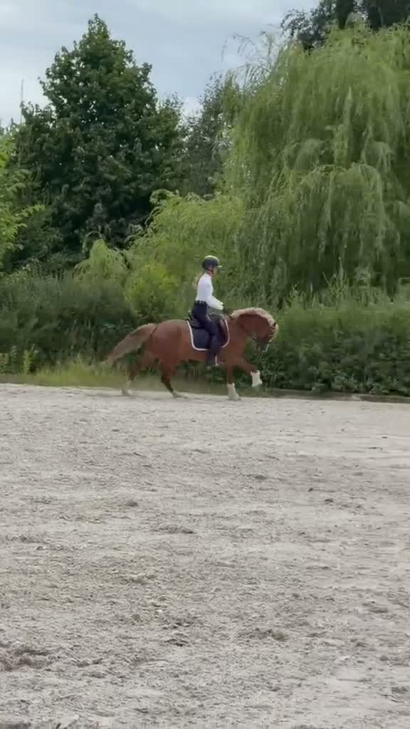 Hoppning hästar till salu: Top jumping pony! C-group - Video 2
