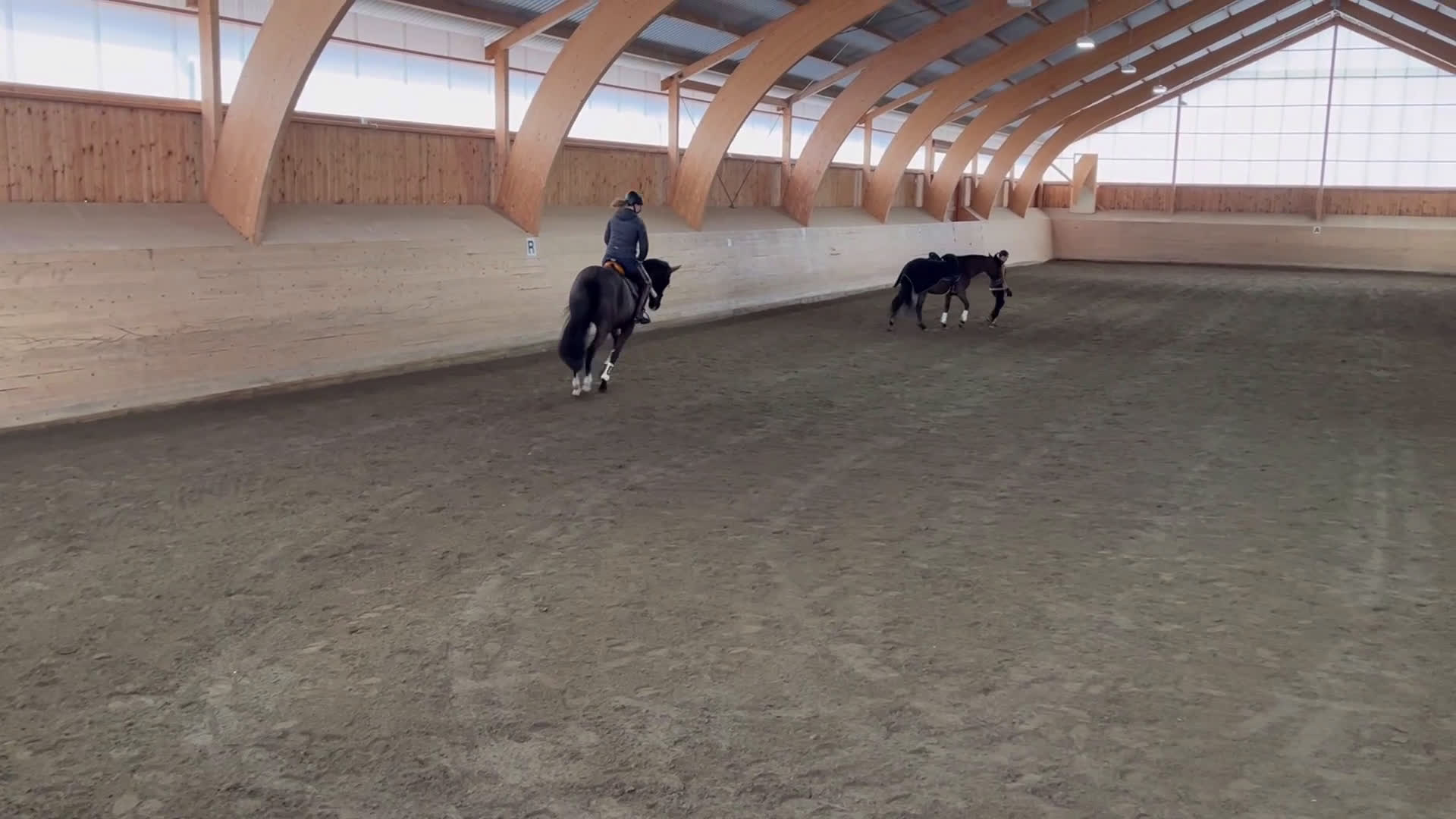 Avelshästar hästar till salu: Lättare ridning / projekt/ Avel  - Video 1