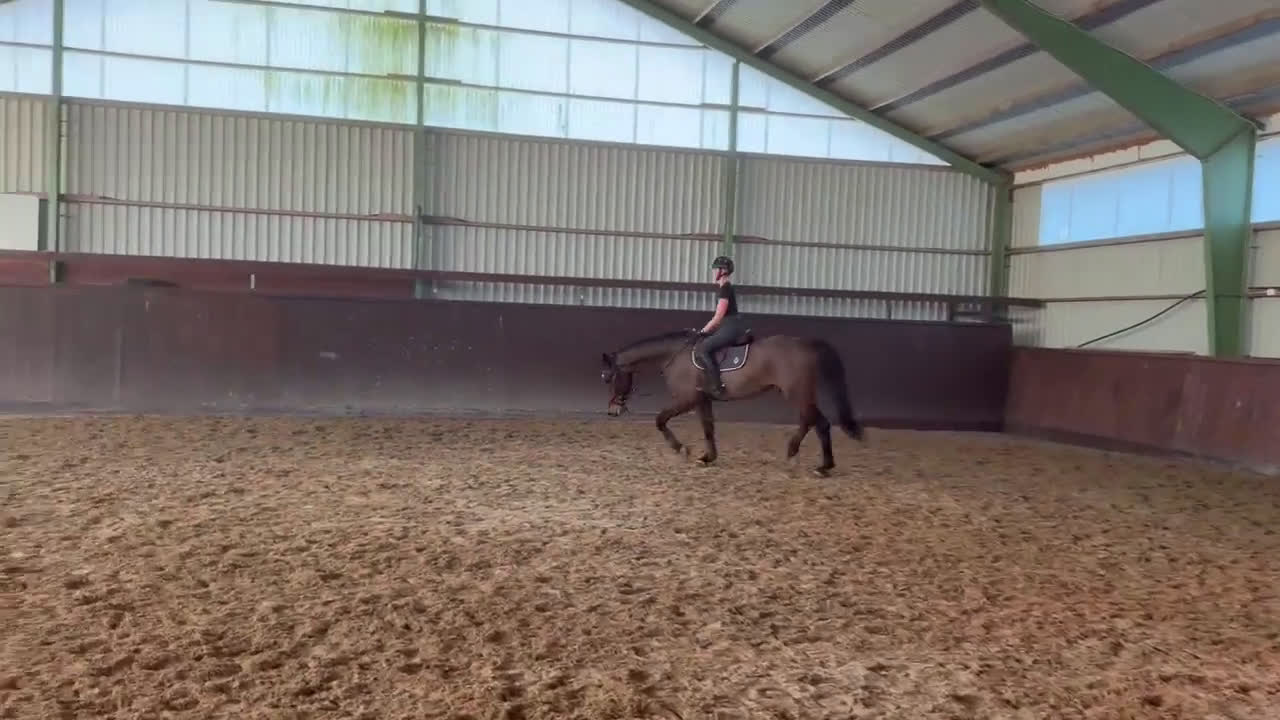 Hoppning hästar till salu: Trevlig val e hiphop med rutin 130 - Video 5