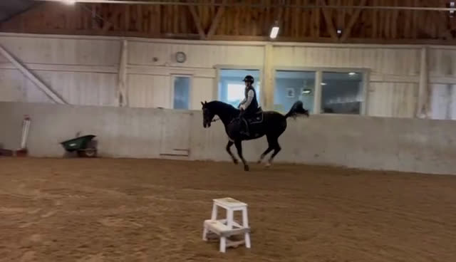 Dressyr hästar till salu: Snygg valak! i Östra Ljungby - Video 4