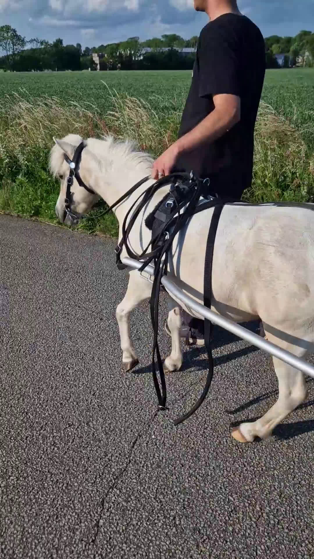 Övrigt hästar till salu: Amerikanskt Miniatyr Sto  i Långås - Video 1