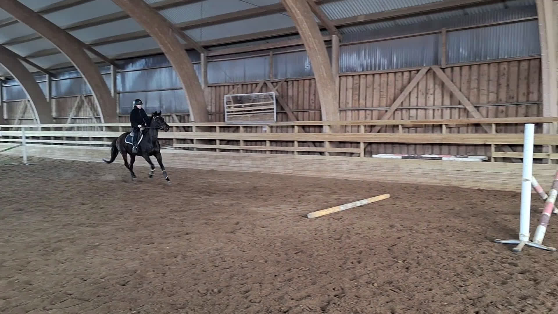 Allround hästar till salu: Perfekt allround häst - Video 1