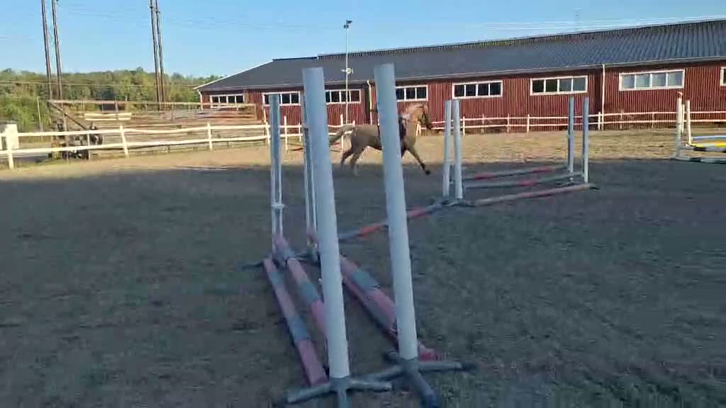 Allround hästar till salu: Talangfullt D-ponnysto med toppstam - Video 4