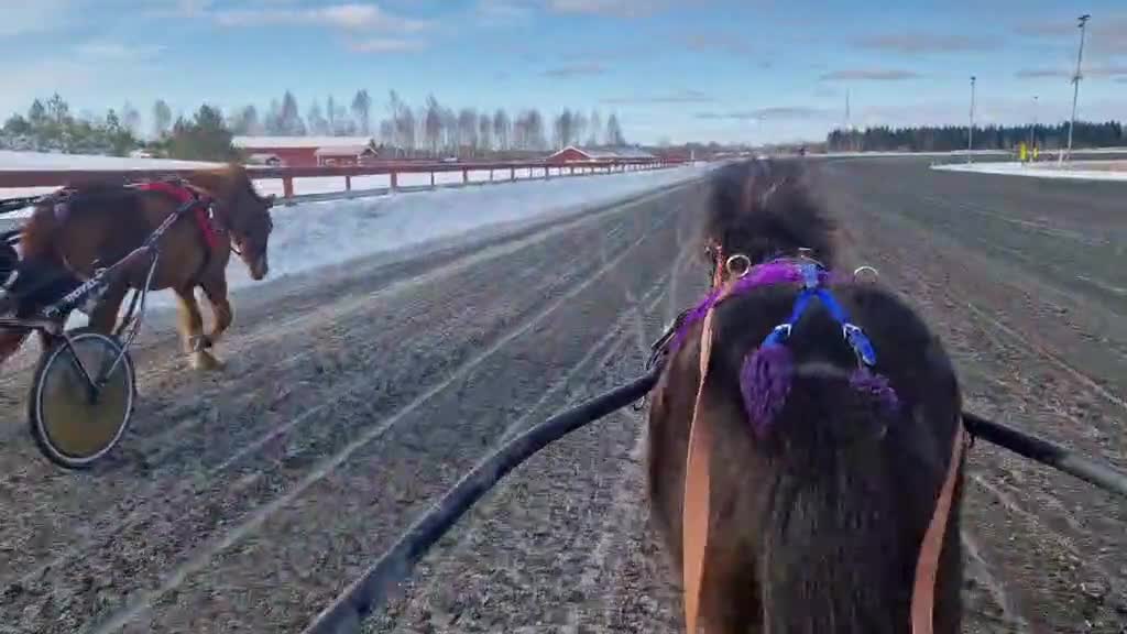 Trav hästar till salu: Treårigt russ sto - Video 3